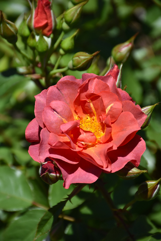 Cinco de Mayo Rose (Rosa 'Cinco de Mayo') at All Seasons Nursery