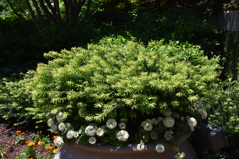 Hedgehog Japanese Plum Yew (Cephalotaxus harringtonia 'Hedgehog') at All Seasons Nursery