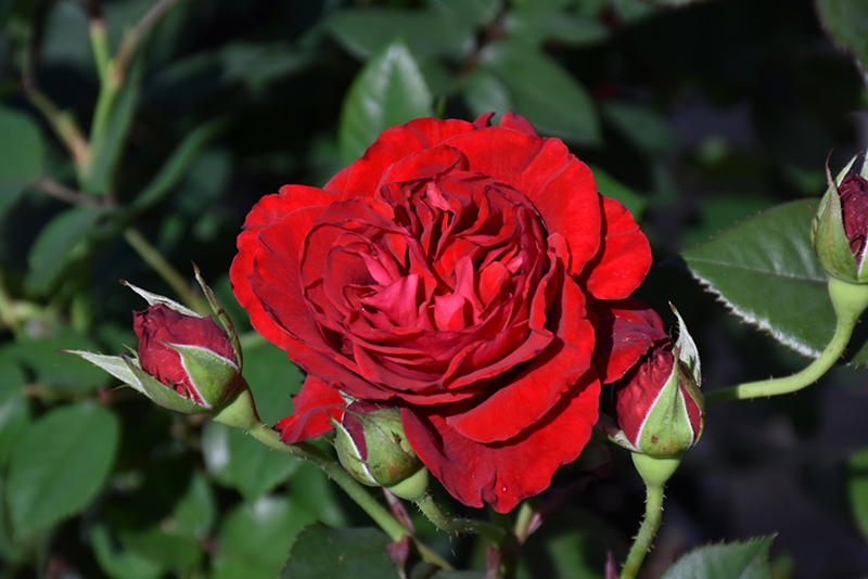 Lady In Red Rose (Rosa 'WEKvaldaom') at All Seasons Nursery
