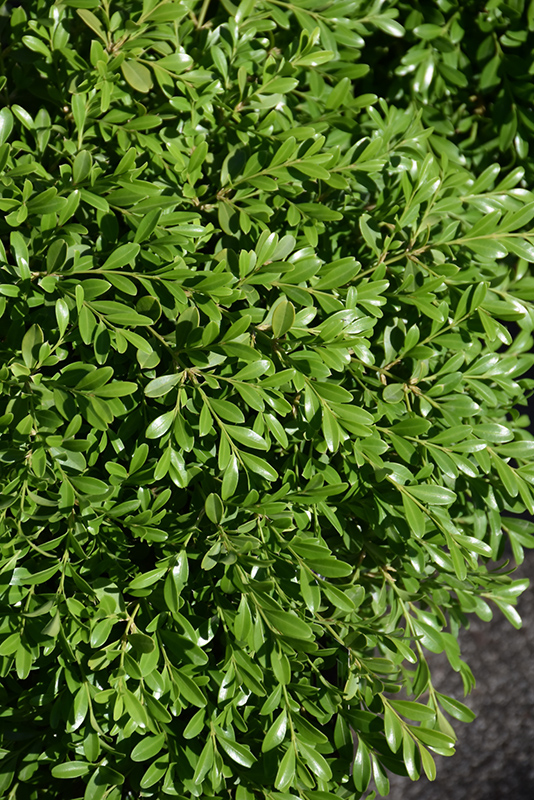 Green Borders Boxwood (Buxus microphylla 'Grebor') at All Seasons Nursery