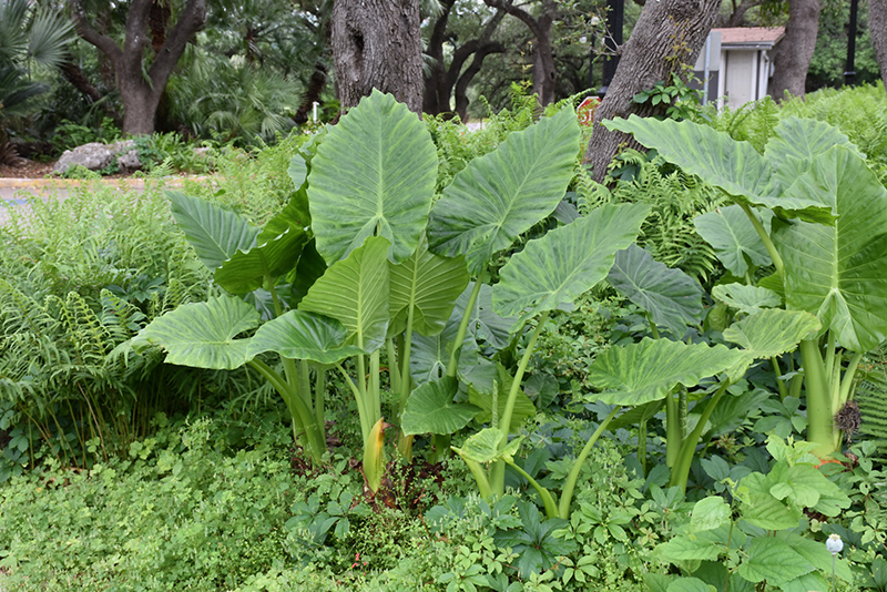 Borneo Giant Elephant's Ear (Alocasia macrorrhizos 'Borneo Giant') in ...