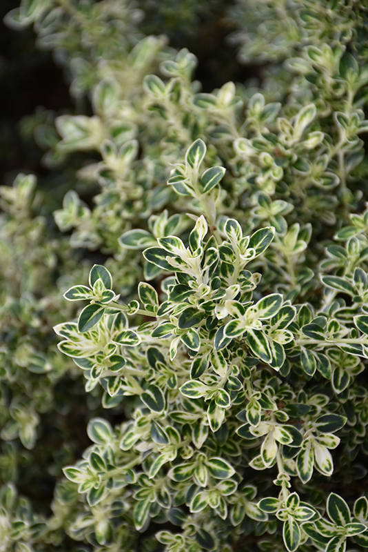 White Margin Snow Rose (Serissa japonica 'Improved') in Lafayette