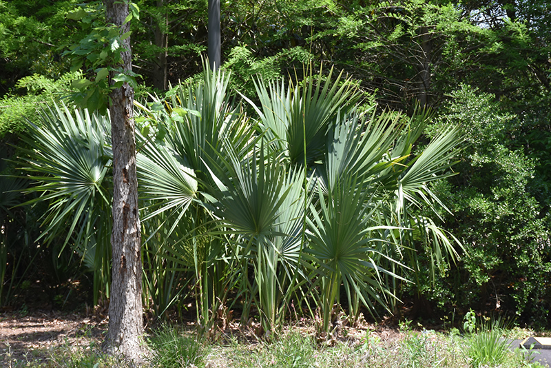 Dwarf Palmetto (Sabal minor) in Lafayette, Louisiana (LA) at All