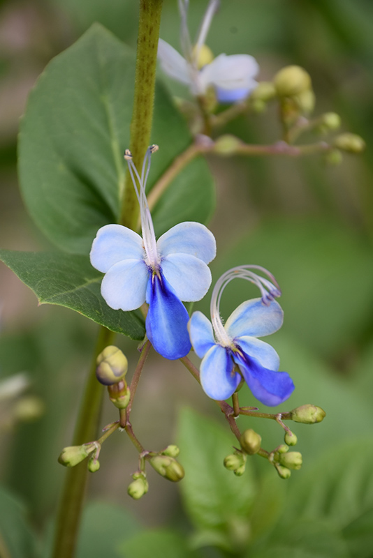 Blue Butterfly Plant (Clerodendrum ugandense) at All Seasons Nursery