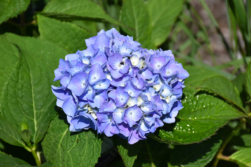 Nantucket Blue Hydrangea (Hydrangea macrophylla 'Grenan') at All Seasons Nursery