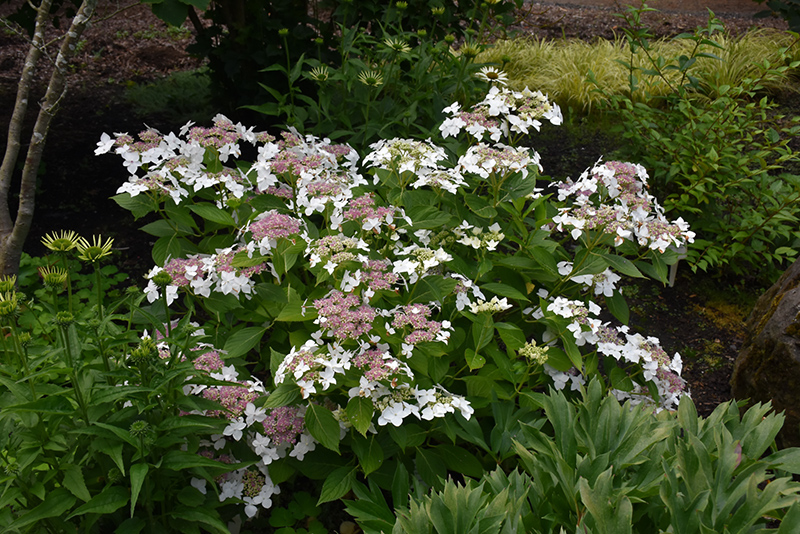 White Lacecap Hydrangea (Hydrangea macrophylla 'Lanarth White') at All Seasons Nursery