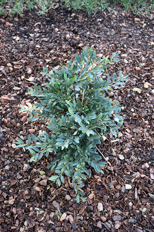 Jewel Box Evergreen Distylium (Distylium 'BLDY01') at All Seasons Nursery