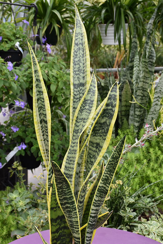 Striped Snake Plant (Sansevieria trifasciata 'Laurentii') at All Seasons Nursery
