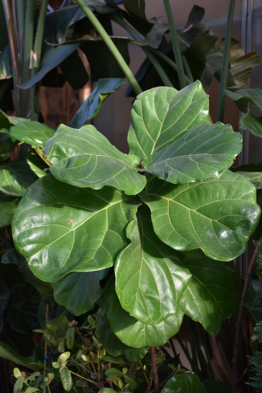 Fiddle Leaf Fig (Ficus lyrata) at All Seasons Nursery