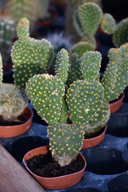 Bunny Ears Cactus (Opuntia microdasys) at All Seasons Nursery