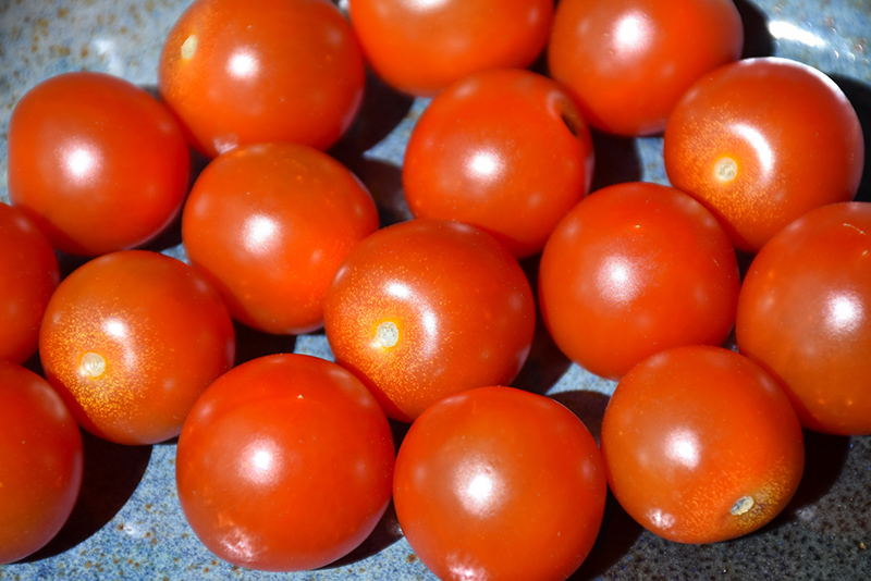 Sweet 100 Tomato (Solanum lycopersicum 'Sweet 100') at All Seasons Nursery