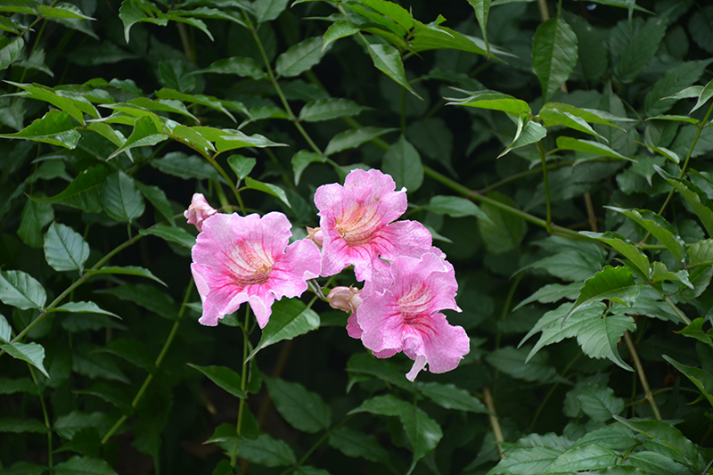 Pink Trumpet Vine (Podranea ricasoliana) at All Seasons Nursery