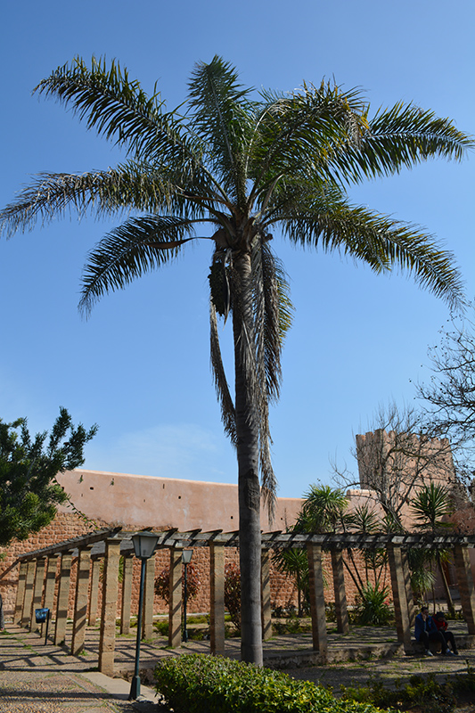 Queen Palm (Syagrus romanzoffiana) at All Seasons Nursery