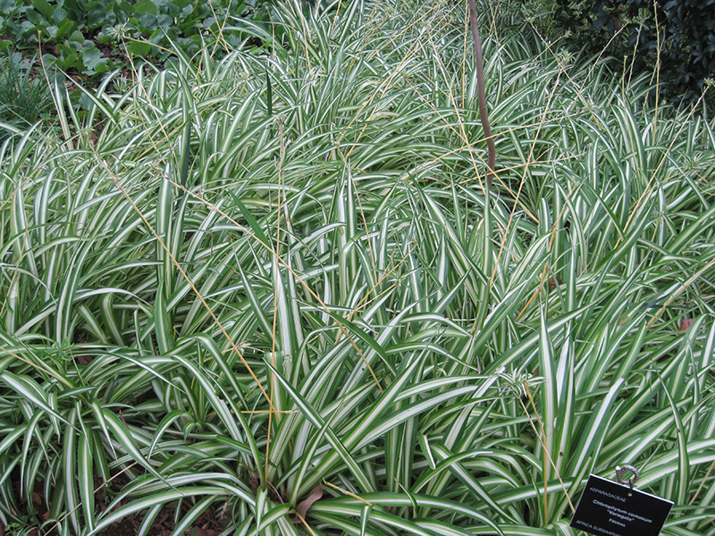 Variegated Spider Plant (Chlorophytum comosum 'Variegatum') at All Seasons Nursery