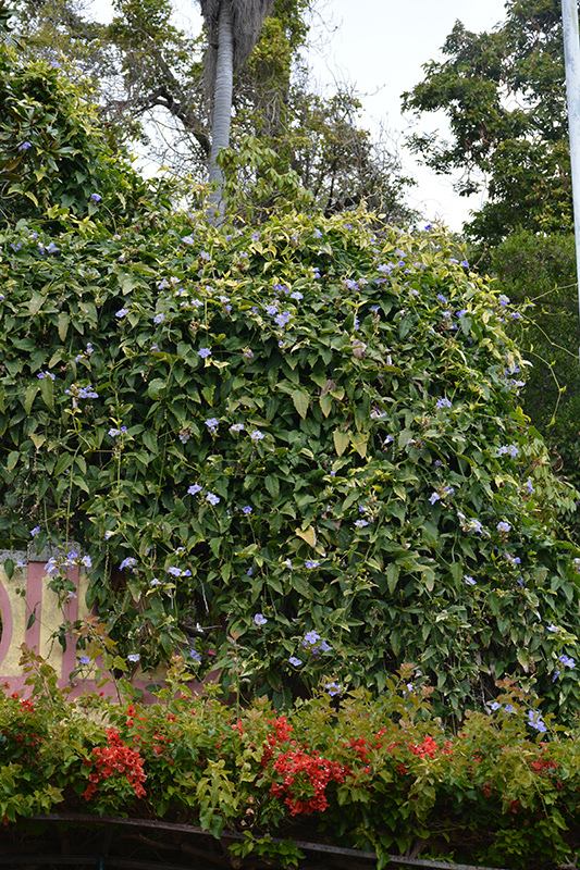 Blue Trumpet Vine (Thunbergia grandiflora) at All Seasons Nursery