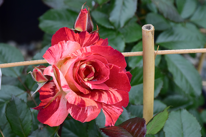 Tropical Lightning Rose (Rosa 'ORAlodsem') at All Seasons Nursery