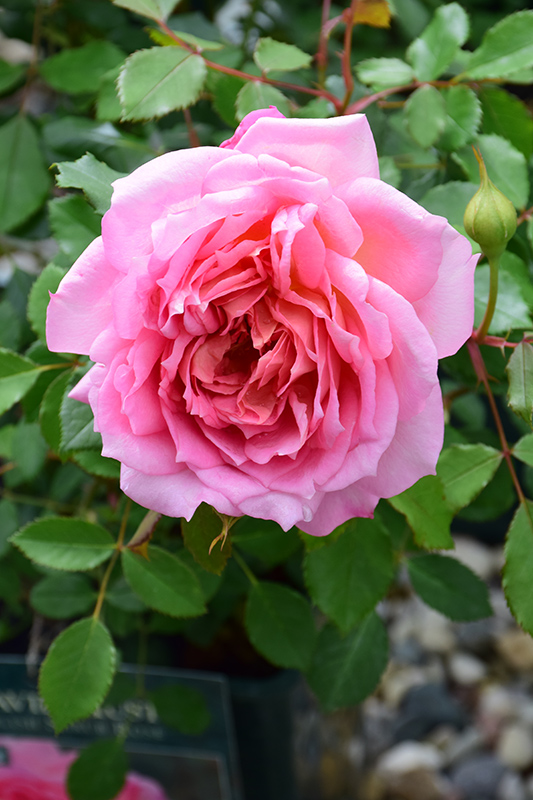 Jubilee Celebration Rose (Rosa 'Aushunter') at All Seasons Nursery