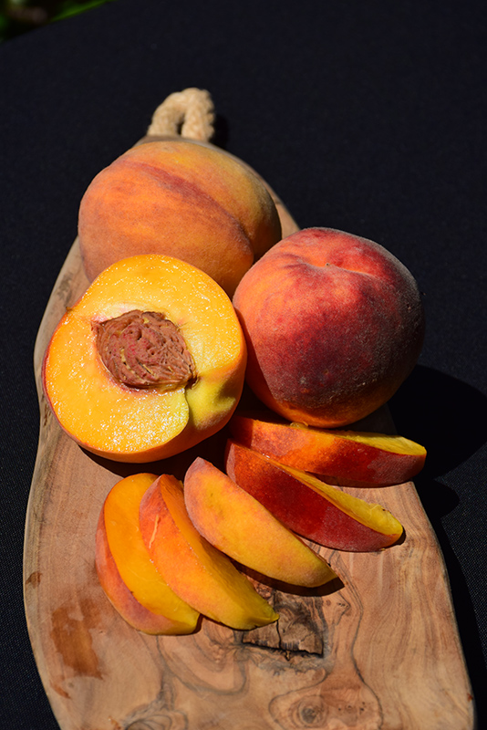 Elberta Peach (Prunus persica 'Elberta') at All Seasons Nursery