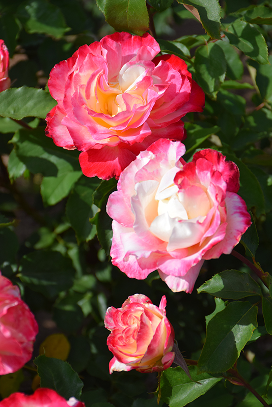Double Delight Rose (Rosa 'Double Delight') at All Seasons Nursery