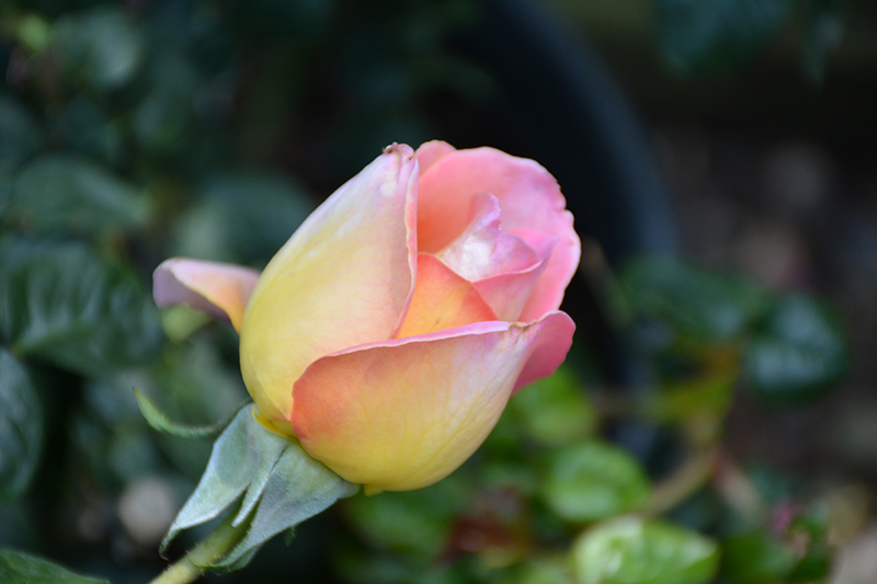 Peace Rose (Rosa 'Peace') at All Seasons Nursery