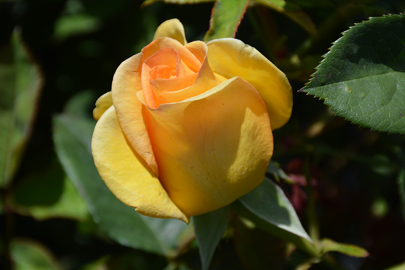 Gold Medal Rose (Rosa 'AROyqueli') at All Seasons Nursery