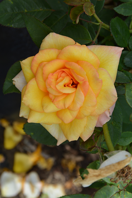 Gold Medal Rose (Rosa 'Gold Medal') at All Seasons Nursery
