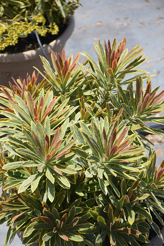 Ascot Rainbow Variegated Spurge (Euphorbia 'Ascot Rainbow') at All Seasons Nursery
