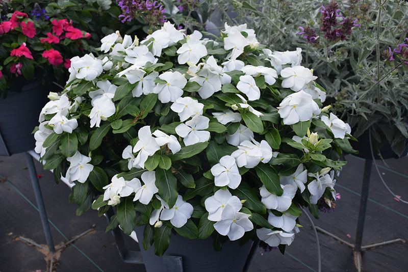 Titan Pure White Vinca (Catharanthus roseus 'Titan Pure White') at All Seasons Nursery