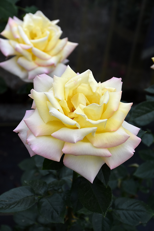 Peace Rose (Rosa 'Peace') at All Seasons Nursery