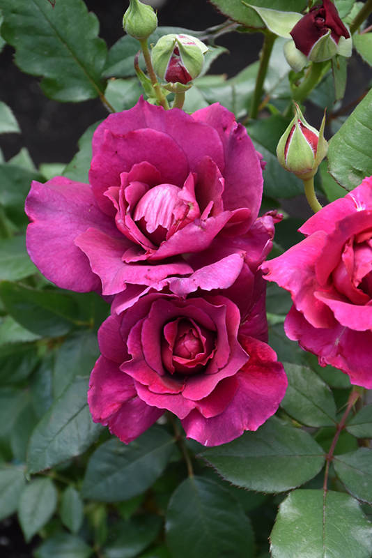 Intrigue Rose (Rosa 'Intrigue') at All Seasons Nursery