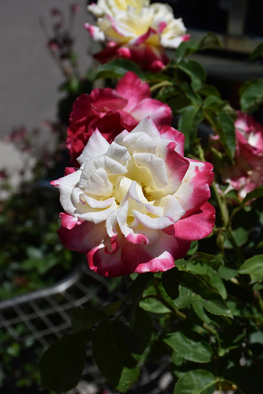 Double Delight Rose (Rosa 'Double Delight') at All Seasons Nursery
