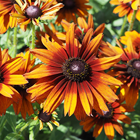 Plant Photo 6