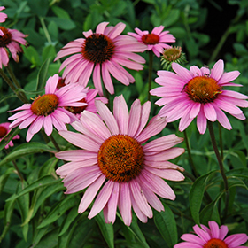 Plant Photo 1