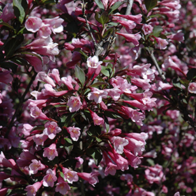 Plant Photo 5