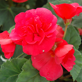 Plant Photo 6