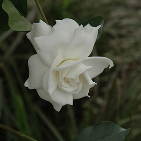 Aimee Gardenia (Gardenia jasminoides 'Aimee') in Lafayette, Louisiana (LA)  at All Seasons Nursery