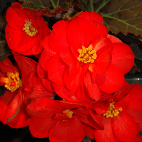 Plant Photo 9