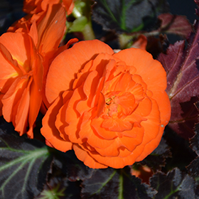 Plant Photo 4