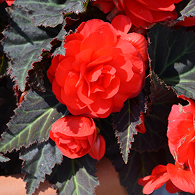 Plant Photo 5