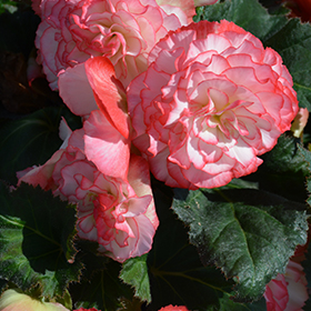 Plant Photo 5