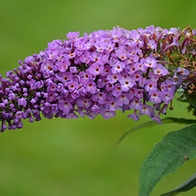 Plant Photo 3