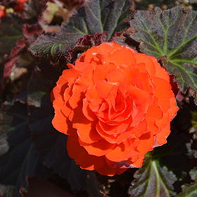 Plant Photo 6
