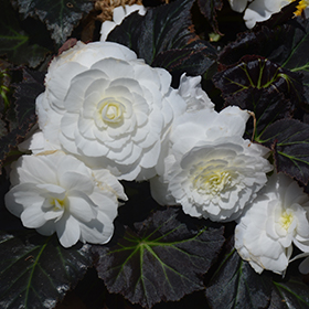 Plant Photo 10