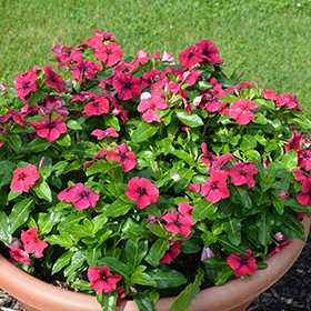 Tattoo Black Cherry Vinca Catharanthus roseus PAS1192838 in Lafayette  Louisiana LA at All Seasons Nursery