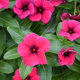 Tattoo Black Cherry Upright Vinca Catharanthus roseus Tattoo Black Cherry   North Shore Plant Club