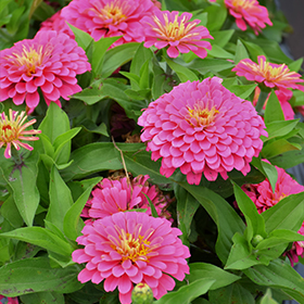 Plant Photo 2