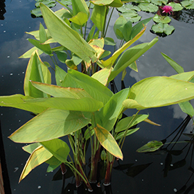 Thalia Geniculata 'Ruminoides' — Florida Aquatic Nurseries