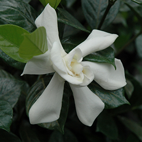 August Beauty Gardenia (Gardenia jasminoides 'August Beauty') in Lafayette,  Louisiana (LA) at All Seasons Nursery