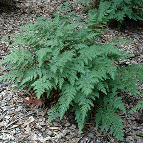 Plant Photo 8
