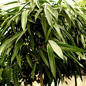 Plant Photo 4